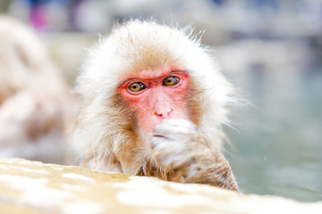 Obraz premium Japanese snow monkey bathing in hot spring 