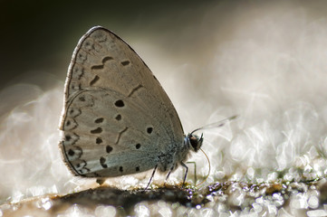 Close up of The Common Hedge Blue,thailand