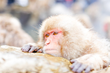 Japanese snow monkey bathing in hot spring
