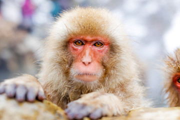 Japanese snow monkey bathing in hot spring
