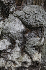 Close up of a burr or burl on the trunk of an ancient English Oak tree in Sherwood Forest.