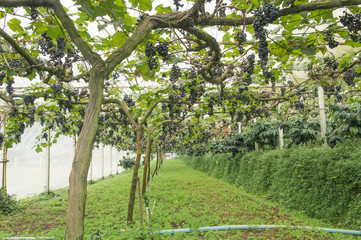 Fototapeta premium Red grapes ready to be harvested at a vineyard.