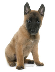puppy belgian shepherd malinois