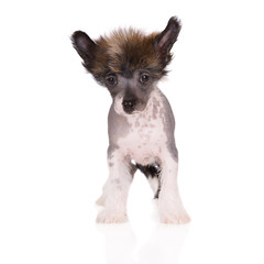 chinese crested puppy standing on white