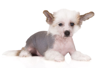 white chinese crested puppy lying down