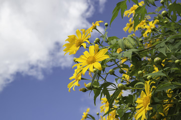 A kind of Sunflower, Northern, Thailand.