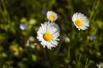 Obraz premium Macro daisies Wallpaper