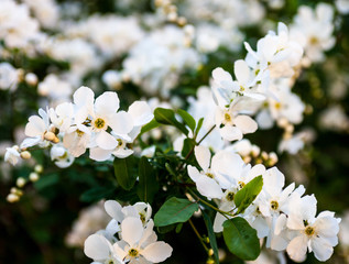 White flowers of the pear tree