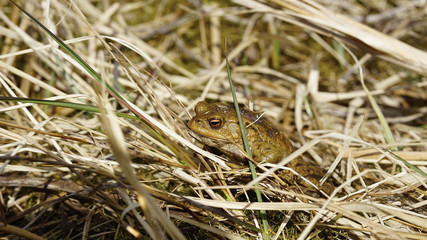 Erdkröten ( Bufo bufo ) bei der Paarung im und am Teich