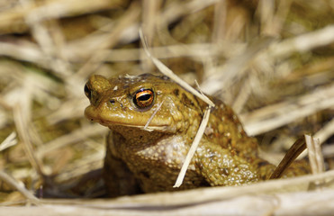 Erdkröten ( Bufo bufo ) bei der Paarung im und am Teich