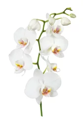 Papier Peint photo autocollant Orchidée Fleur d& 39 orchidée blanche