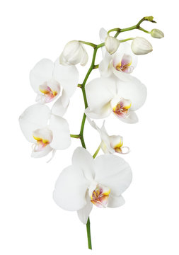 Fototapeta White orchid flower