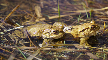 Erdkröten ( Bufo bufo ) bei der Paarung im und am Teich