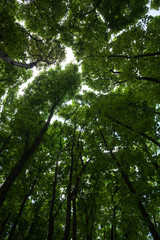 Silhouettes of green maple treetops