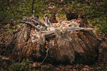 Old rotten stump with fallen leaves