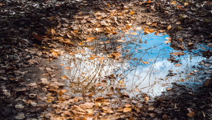 Puddle with reflection of blue sky and fallen autumn leaves
