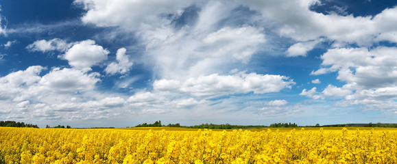 Rapeseed field panorama with beautiul sky