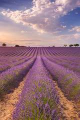 Naklejka premium Blooming fields of lavender in the Provence, southern France
