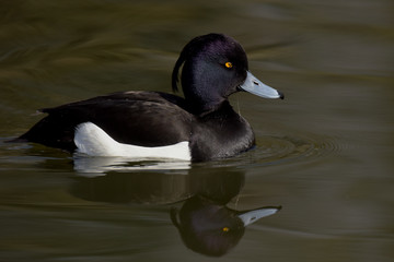 Tufted Duck, Aythya fuligula