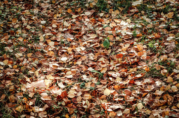 Colorful autumn leaves background