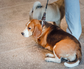NIZHNY NOVGOROD, RUSSIA - JULY 14, 2013:  Outdoor exhibition of dogs of different breeds. Beagle dog close up