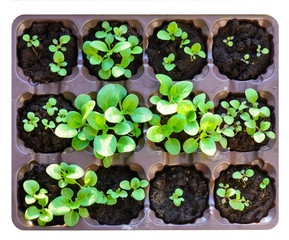 Seedlings in the spring. Flower seedling. Isolated on white