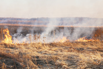 Naklejka na ściany i meble Burning dry grass at the spring field