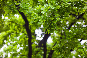 Obraz premium Green wet branches of the oak tree after the rain