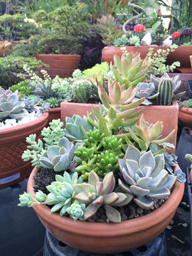 Miniature of succulent plants