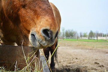 Naklejka premium muzzle horse that eats