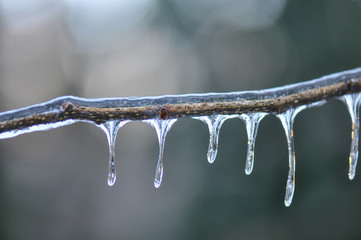 Ice Covered Forest Plants