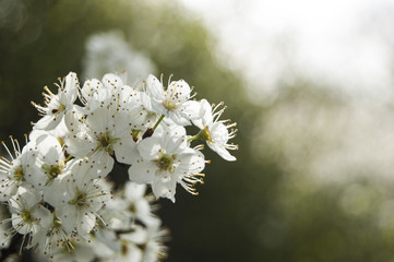 White flowers on the Left