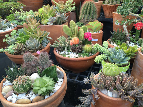 Variety of cactus in clay pots, garden market