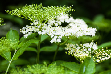 Flowers and buds of the black elder (Sambucus)