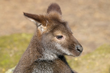 Bennets Wallaby