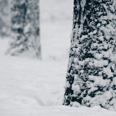 trees in the snow