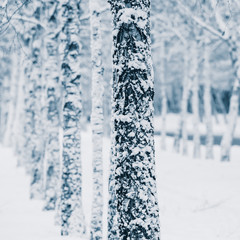 Naklejka na ściany i meble trees in the snow