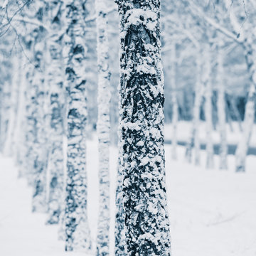 trees in the snow © APHOTOSTUDIO