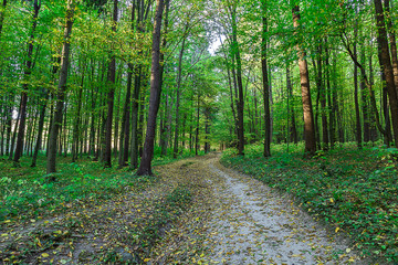 Fototapeta premium Road in the spring forest