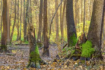 Morning on the swamp in the autumn forest.