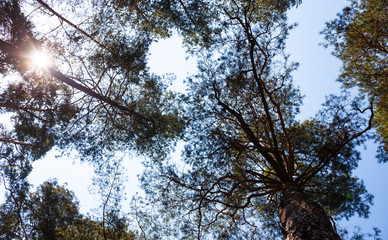 Silhouettes of pine trees
