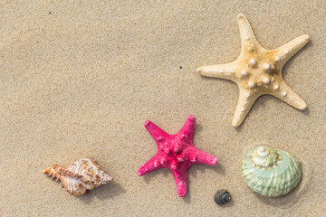 Fototapeta na wymiar Beach background top view sea shells stars