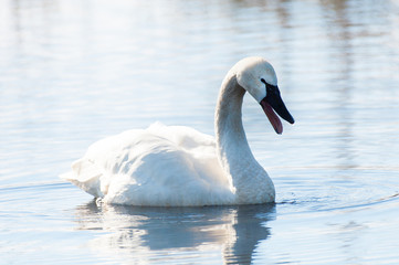 Tundra Swan