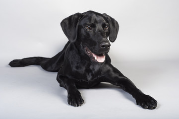 Black Laborador Retriever Dog