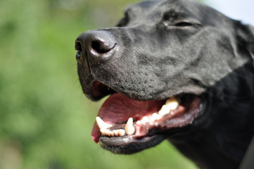 Black Laborador Retriever Dog