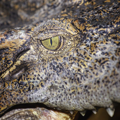 Crocodile eye