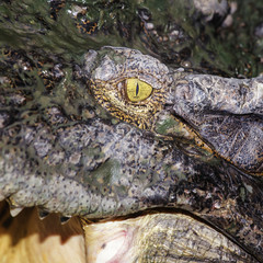 Crocodile eye