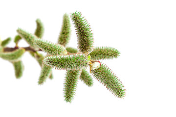 Delicate flowering willow branch on white.