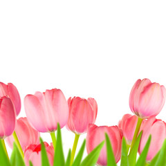 Spring Gentle Light-pink Tulips border, isolated