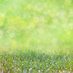 Fototapeta na wymiar Green Grass with drops of dew - defocused bokeh background